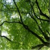 Picture of a tree canopy
